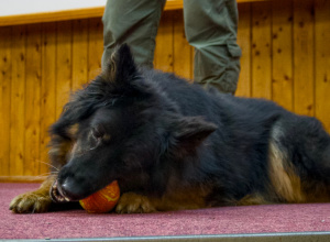 Pies na służbie, czyli warsztaty z psim funkcjonariuszem Straży Granicznej